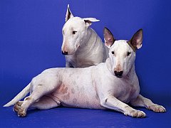 William and Lucas, Bull Terriers